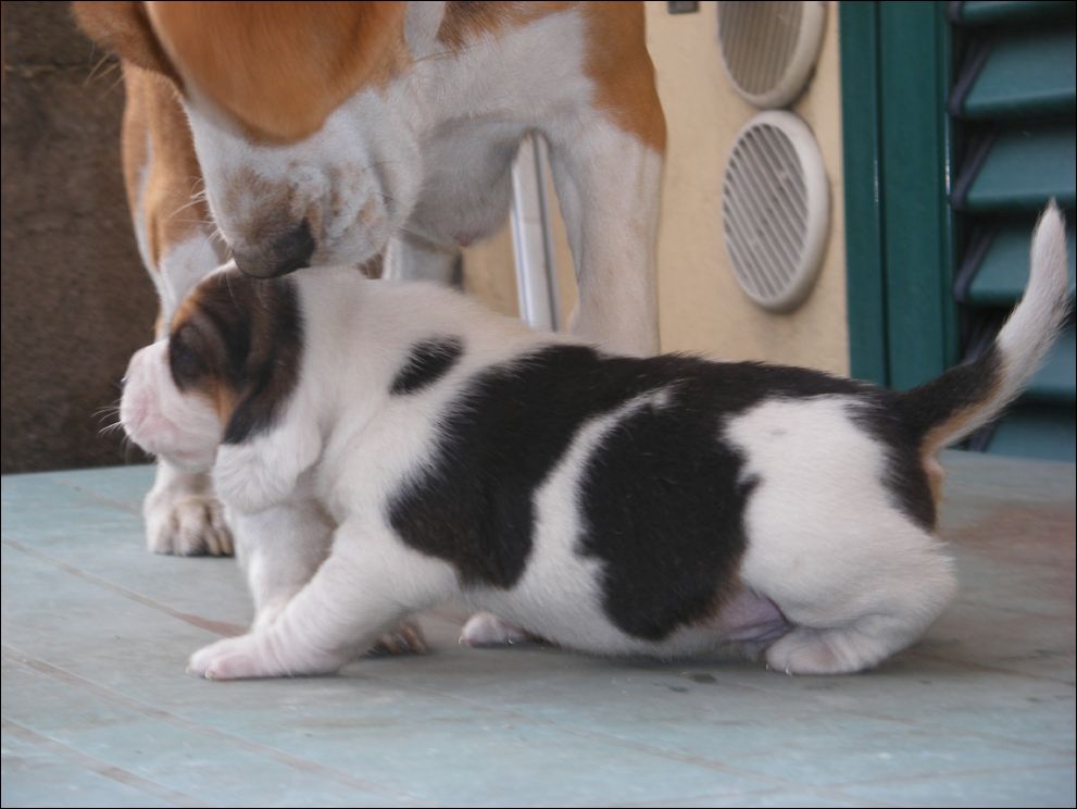 cuccioli amelie-42
